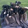 Boxer puppies AKC brindle