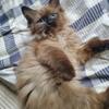 Seal Mink ragdoll female 