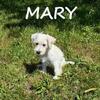 Mary Female Schnoodle Puppy