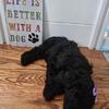 Standard Poodle Pups