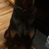 Male 2 year old Euro Doberman