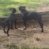 Staffordshire bull terrier