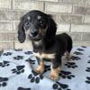 AKC Long Haired Mini Dachshund Female
