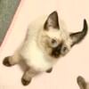 Seal Point Female Siamese Kitten