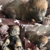 Belgian Malinois Puppies