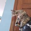 Coon mix female 