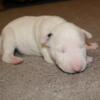 AKC Female Bull Terrier Puppy, Grand Champion Sired
