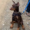 Doberman Puppies AKC champion bloodlines