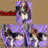 Basset hound puppies.