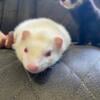 Ferrets!