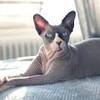 Cheap Sphynx Cat Wanting to Buy