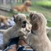 Golden Retriever Puppies