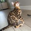 Bengal Kitten