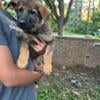 Full Blooded German Shepherd Puppies