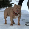 American Bully Stud Service Available, Son Of Grand Champion Asylum’s OFFSET