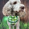 Jacobi The Doodle Rehoming