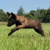 Belgian Malinois pups