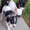 Chihuahua puppies for sale