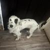 English cocker spaniel