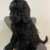 Goldendoodles for small rehome fee