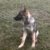 AKC Reg German Shepherd Male