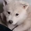 Wolf Pups - HIGH Content $1000