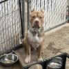 Xl American bully rehome