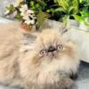 Persian kittens, CFA registered males and females available