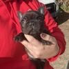 Frenchie Female