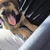Female puppy