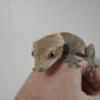 Dalmatian Crested Gecko