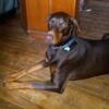 Gorgeous AKC RED doberman pup- GO HOME READY! Last little lady available 