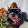 Buckshot - Beautiful Schnoodle (Schnauzer/Poodle mix) 