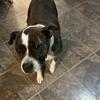 Rehoming my sweet dog