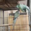 Indian Ringneck Pair