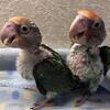 cape parrot babies