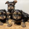 Yorkies puppies ready for their forever home