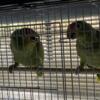 Red Lored Amazon Pair For Sale