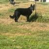 Akc German shepherd Stud