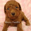AKC Red Toy Poodle Puppies