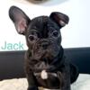 Black French Bulldog male