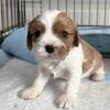 Cavalier King Charles Puppies