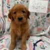 Golden Retriever AKC