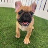 Frenchie puppy- female