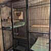 2 male chinchillas, cage and accessories