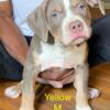 American Bully puppies (Lilac Tri) ABKC registered