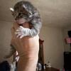Tica maine coon kittens