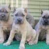 AKC Formentino Cane Corso Pups Import Sired 