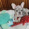 Lilac merle AKC FRENCH BULLDOG GIRL 
