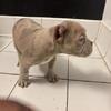 Beautiful bully pups